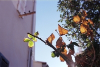 http://www.virguleflottante.com/files/gimgs/th-51_Maison_Chérie (24).jpg